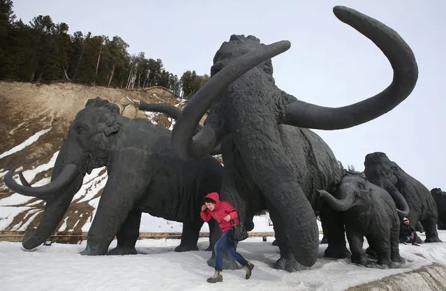 A Russian woman runs in front of a group of eleven huge, up to eight meters high mammoths bronze sculptures in the archeopark in the western Siberian city of Khanty-Mansiysk, Russia, 20 March 2015. The bronze mammoths became a landmark of the city and a favorite  spot to visit for tourists. Mammoths inhabited Siberia thousands of years ago. (Photo by Sergei Chirikov/EPA)