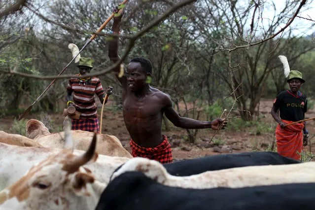 A Pokot man spears a bull during an initiation ceremony in Baringo County, Kenya, January 20, 2016. (Photo by Siegfried Modola/Reuters)