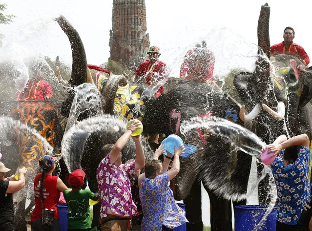 Thai and foreigners get sprayed with water from elephants to preview the upcoming Songkran Festival celebration, the Thai traditional New Year, also known as the water festival at the ancient world heritage city of Ayutthaya, Thailand, 10 April 2015. The annual elephant Songkran is held to promote the tourism industry prior the Songkran Festival which is celebrated with splashing water and putting powder on each others faces as a symbolic sign of cleansing and washing away the sins from the old year. (Photo by Narong Sangnak/EPA)