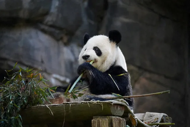 Xi Lun, the giant panda that China loaned to Zoo Atlanta, sits in its enclosure in Atlanta, Georgia on December 7, 2023. (Photo by Megan Varner/Reuters)