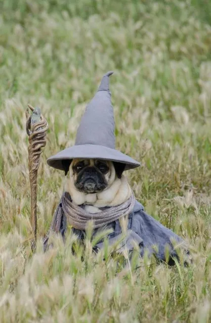 One of the pugs sits still for a photograph dressed as Gandalf from the Lord of the Rings films. (Photo by Phillip Lauer/Barcroft Media)