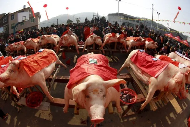 Pigs are sacrificed during a traditional ceremony to pay respects to the ancestors of local residents in Sanming, Fujian Province, China, February 21, 2016. According to the locals, it is believed that people who sacrificed bigger pigs are seen to be showing more respect to their ancestors. (Photo by Reuters/Stringer)