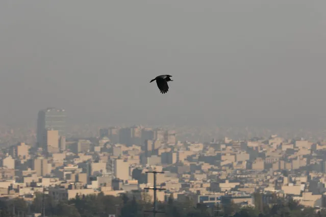 A bird flies above Tehran amid a thick layer of smog engulfing the city on November 14, 2023, as Iranian authorities urged young schoolchildren and many civil servants in the capital to stay at home due to a spike in air pollution levels. Tehran, a city of around nine million people, suffers from chronic air pollution and regularly ranks among the world's most polluted cities. (Photo by Atta Kenare/AFP Photo)