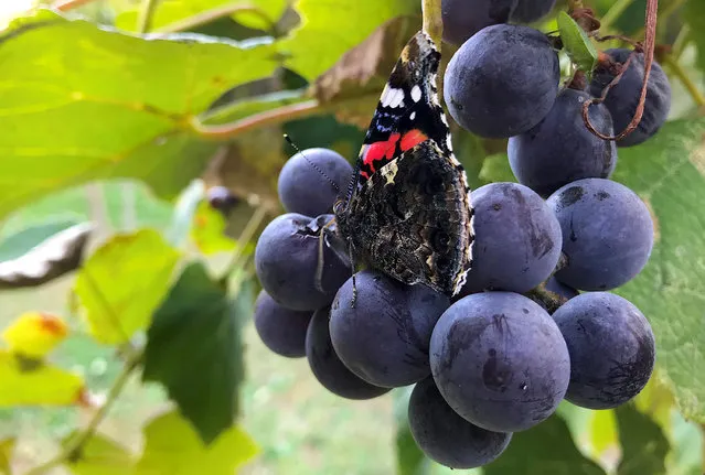 A butterfly rests on a bunch of grapes hanging from a vine in a small vineyard located in the town of Flaibano, in the Friuli Venezia Giulia region of north-eastern Italy on October 15, 2018. (Photo by David Gray/Reuters)