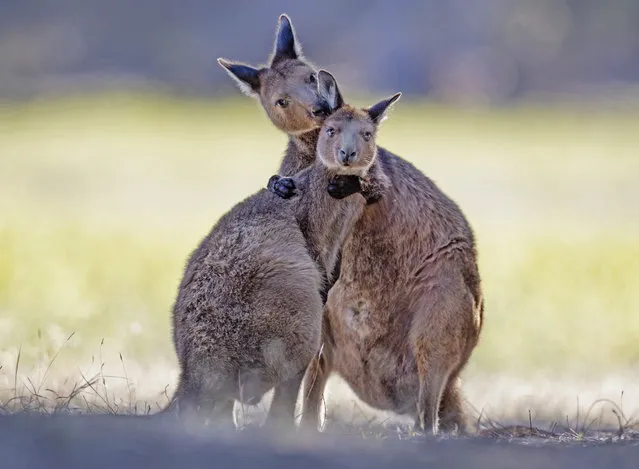 A kangaroo embraces her daughter at sunset on Kangaroo Island, South Australia on January 19, 2024. (Photo by Michael Oliver/Animal News Agency)