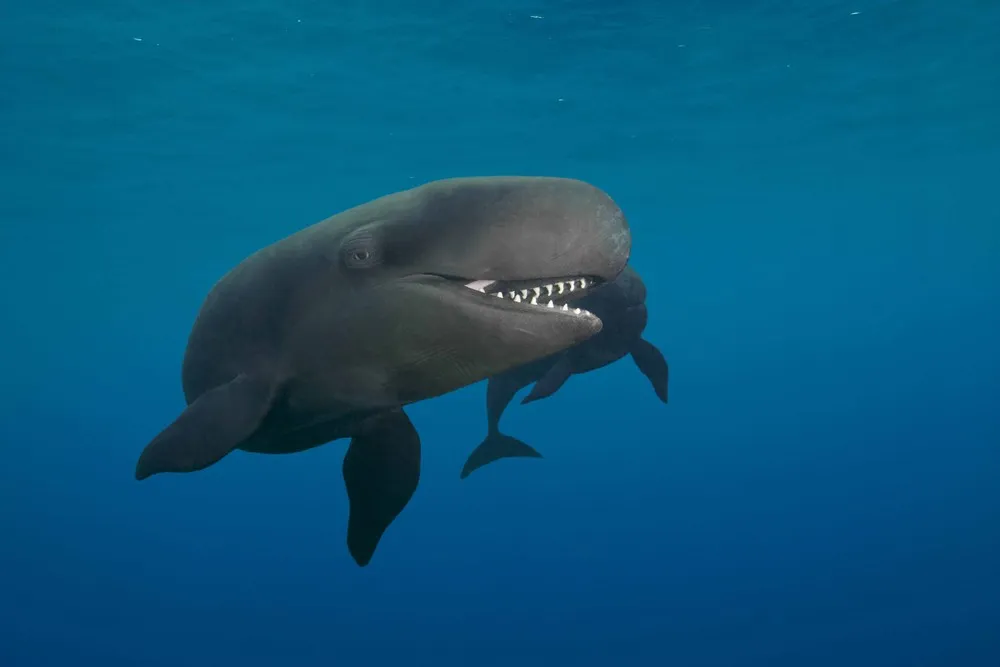 “Smiley” False Killer Whale