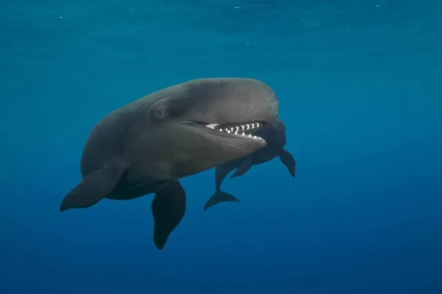 Smiley False Killer Whale