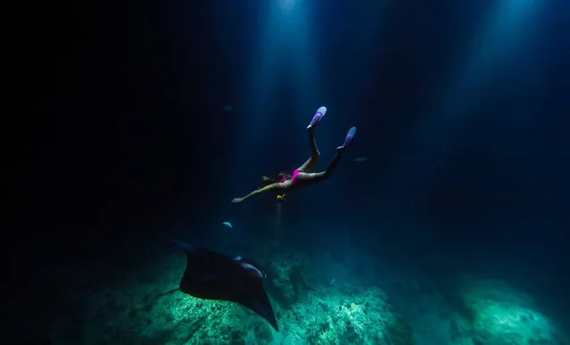 Photos taken by photographer Sarah Lee show the beautiful sight of Manta Rays at night, as they swim with America explorer, Alison Teal. (Photo by Sarah Lee/Caters News Agency)