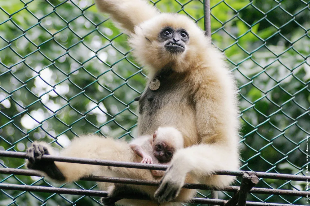 Newborn White-Cheeked Gibbon