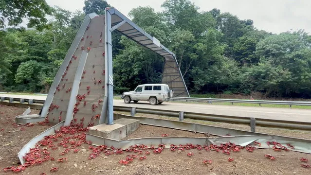 Migrating red crabs climb a bridge on Christmas Island, Australia on November 18, 2021, in this still image from undated video obtained via social media. (Photo by Parks Australia via Reuters)