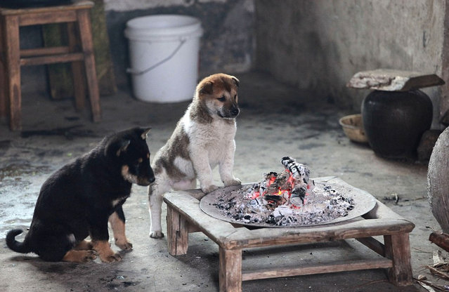 Puppies Around Fire Pit For Warmth
