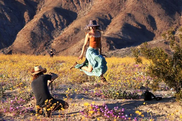 People take photos in a field of Yellow Desert Sunflowers as wildflowers begin to bloom in Anza-Borrego Desert State Park in California after a record-setting wet winter of rain, Anza-Borrego Desert State Park, California, U.S. March 20, 2024. (Photo by David Swanson/Reuters)