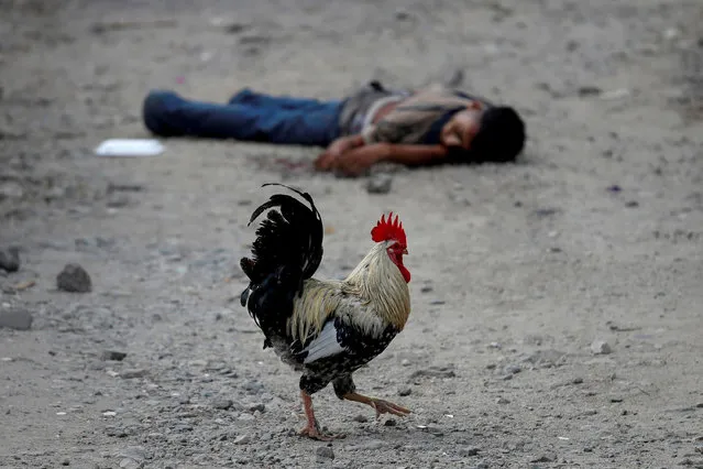 A rooster walks past the dead body of an Barrio-18 gang member in San Pedro Sula, Honduras September 28, 2018. (Photo by Goran Tomasevic/Reuters)