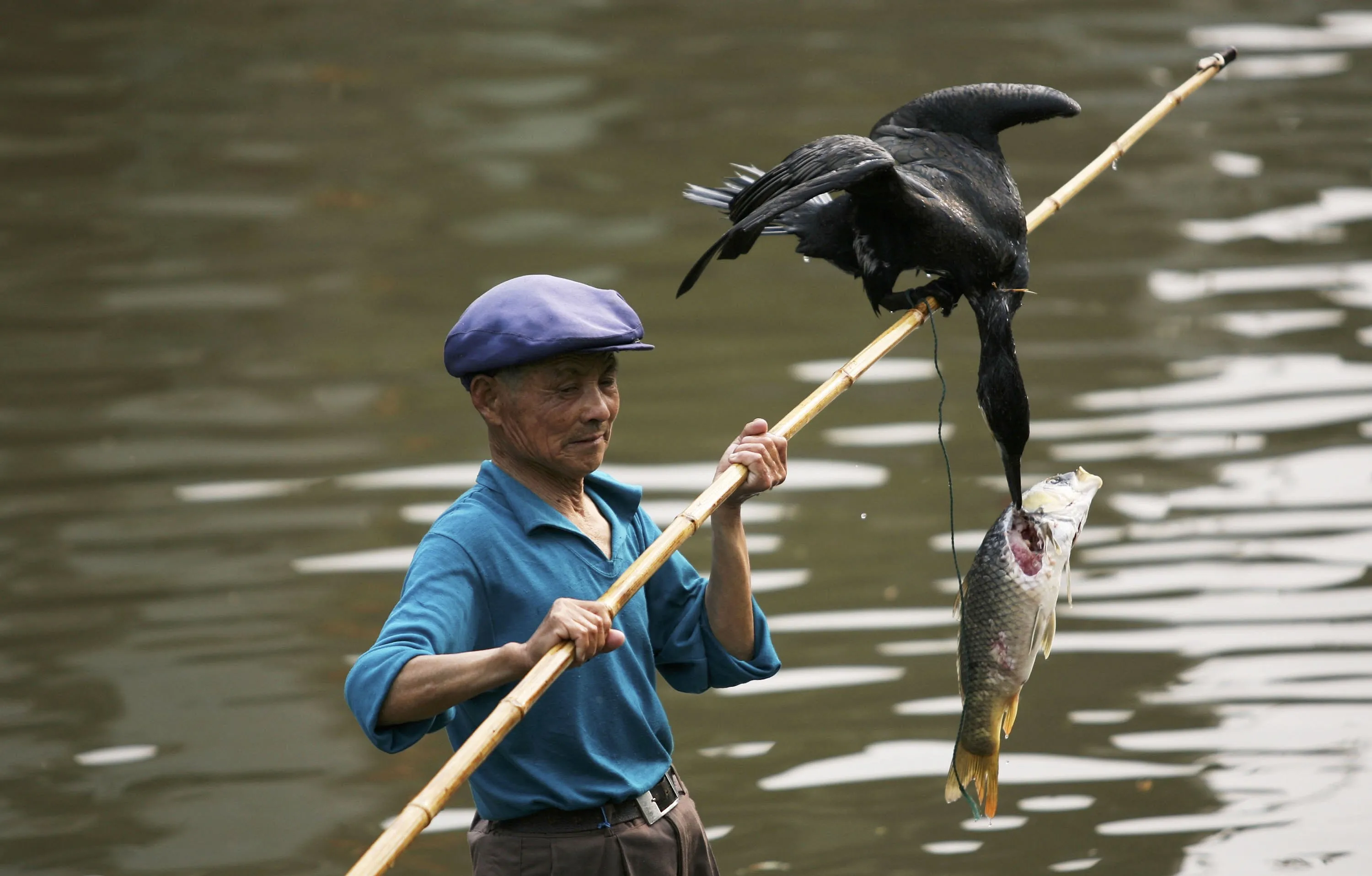 Ловите рыбу с помощью. Рыбалка с бакланами в Китае. Рыбная ловля с бакланами в Китае. Япония бакланы ловля рыб. Бакланы ловят рыбу в Китае.