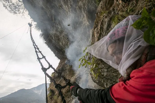 A Nepalese honey hunter holds a bamboo rope ladder as as team leader Devi Bahadur Nepali, climbs to harvest cliff honey in Dolakha, 115 miles east of Kathmandu, Nepal on November 19, 2021. (Photo by Niranjan Shrestha/AP Photo)