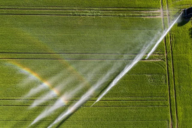Irrigation of a rice field in the Maggia Delta near Ascona, Switzerland, 01 July 2018. Rice has been cultivated in Ticino for several years. The “Riso Nostrano Ticinese” has established itself as a local niche product. (Photo by Samuel Golay/EPA/EFE/Rex Features/Shutterstock)