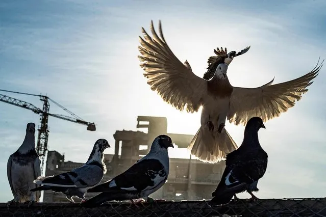 The pigeons of Abdulhamid Hana, a 50-year-old Syrian pigeon keeper, are pictured on his roof in Syria's east central city of Raqa on March 13, 2021. Handed down through the generations, the practice of domesticating pigeons stretches across borders from the banks of the Nile across north Africa and beyond, with people not only training birds for competitions, but also serving them up as a dining delicacy. (Photo by Delil Souleiman/AFP Photo)