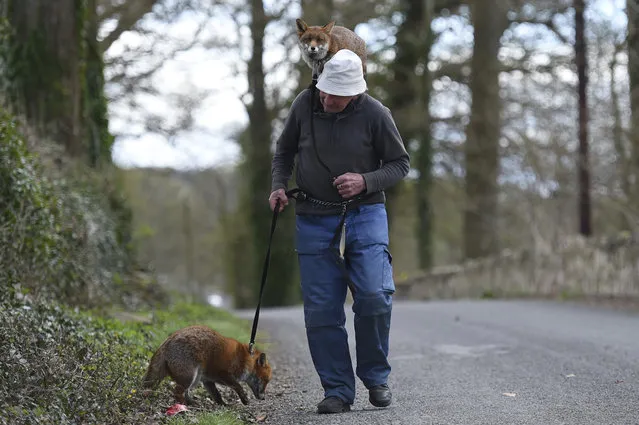 Patsy Gibbons takes his two rescue foxes, Grainne (top) and Minnie, for a walk in Kilkenny, Ireland April 25, 2016. (Photo by Clodagh Kilcoyne/Reuters)