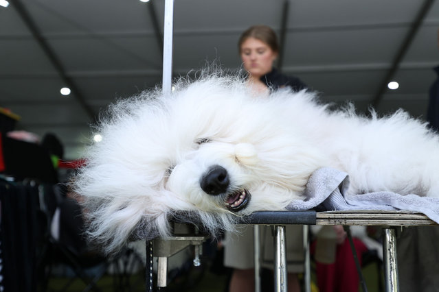 A dog is being prepared for the 148th Annual Westminster Dog Show at Arthur Ashe Stadium in New York City, United States on May 13, 2023. The animals and their owners as they are prepared for the competition. The winner of the competition will be announced on Tuesday. (Photo by Lokman Vural Elibol/Anadolu via Getty Images)