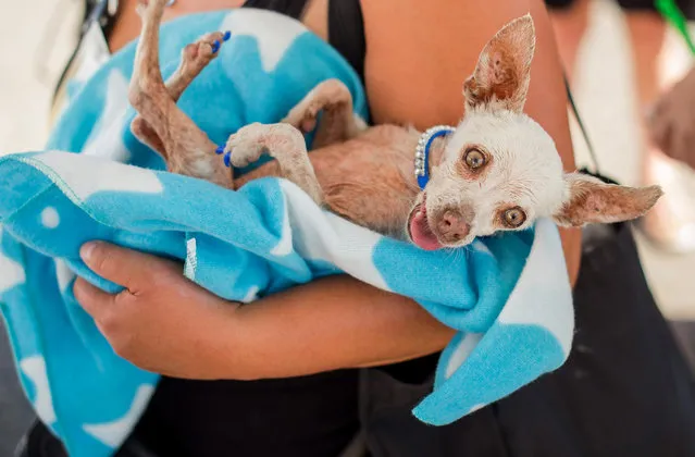 Pork, a 13-year-old Chihuahua with blue nails, relaxes before competing in the World's Ugliest Dog Contest at the Sonoma-Marin Fair on Friday, June 26, 2015, in Petaluma, Calif. (Photo by Noah Berger/AP Photo)