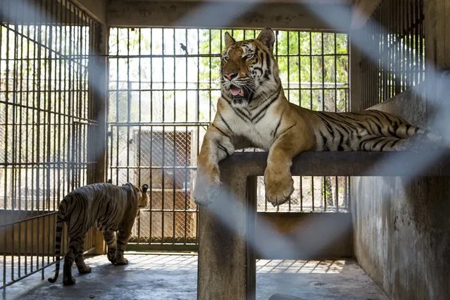 Tigers in an enclosure at Tiger Temple, a Buddhist monastery where paying visitors can interact with young adult tigers, in Kanchanaburi, Thailand, March 16, 2016. (Photo by Amanda Mustard/The New York Times)