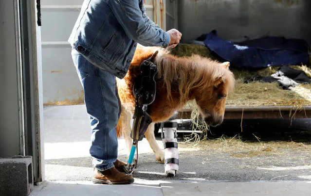 Owner Lennie Green of Industry Maine puts a prosthetic leg made by Derrick Campana on Angel Marie, a three-legged mini horse, during a visit to Campana at Animal Ortho Care in Sterling, Virginia, U.S., March 27, 2017. The certified orthotist at Animal Ortho Care in Sterling, Virginia fashioned prosthetic front legs using highly durable, medical grade plastics. He says watching Angel Marie take her first steps was emotional. “Seeing her walk, and having her here today walking is just a dream come true. A miracle”. Owner Lennie Green credits Campana with saving Angel Marie's life. Campana started his career in making orthotics for humans, and saw a niche for helping animals. He's become a go-to in the industry globally – he's fashioned a prosthetic limb for an elephant in Thailand that had it's front foot blown off by a land mine. While he is not a veterinarian, Campana says his practice is a cost-effective alternative to more invasive procedures at the vet. The future in prosthetics, he says, is likely in 3D printing, which he says is costly now, but may become more affordable in years to come – which will give furry pals near and far a leg up in life. (Photo by Kevin Lamarque/Reuters)