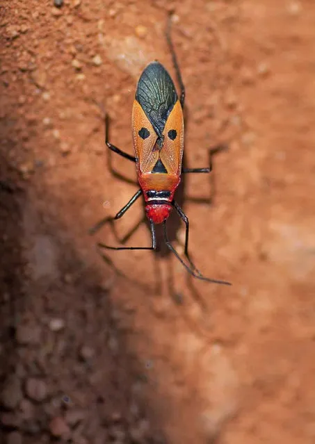 Bug that looks like Elvis Presley. (Photo by Darlyne Murawsk/National Geographic Creative/Caters News)