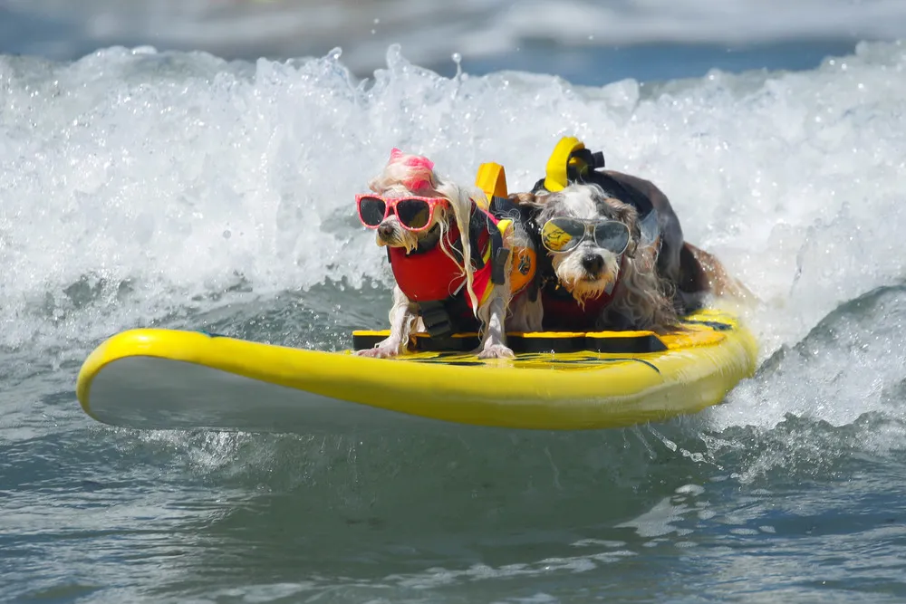 Top Surf Dog 2019