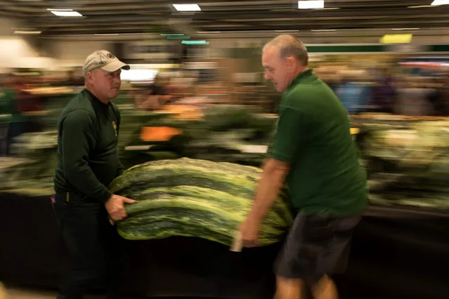 Show staff manoeuvre huge marrows to be weighed in the giant vegetable competition on the first day of the Harrogate Autumn Flower Show held at the Great Yorkshire Showground, in Harrogate, northern England, on September 13, 2019. (Photo by Oli Scarff/AFP Photo)