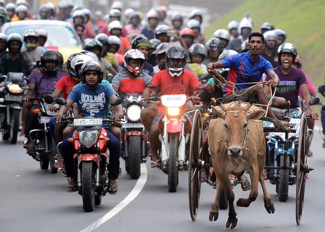 Sri Lankan participants control their bulls during a traditional cart race to mark the Sri Lanka National New Year in Homagama  near Colombo on April 23, 2017. The new year marked by both the majority Sinhalese and minority Tamil population fell on April 14. (Photo by Lakruwan Wanniarachchi/AFP Photo)
