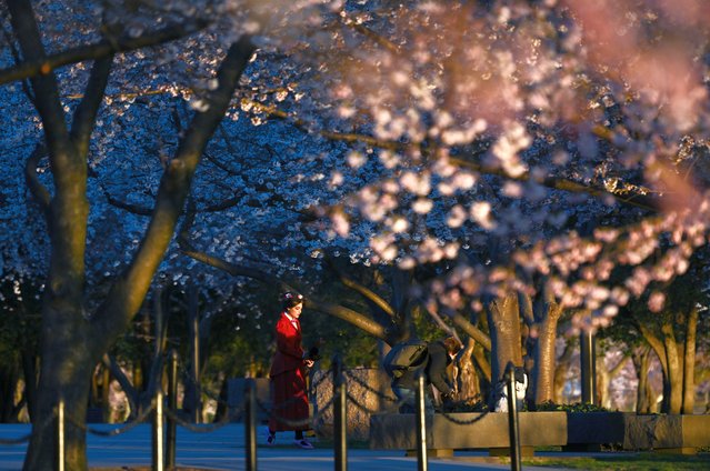 A pedestrian walks near blooming cherry blossoms not far from the Tidal Basin on Monday March 20, 2023 in Washington, DC. The blossoms are nearing peak bloom. (Photo by Matt McClain/The Washington Post)