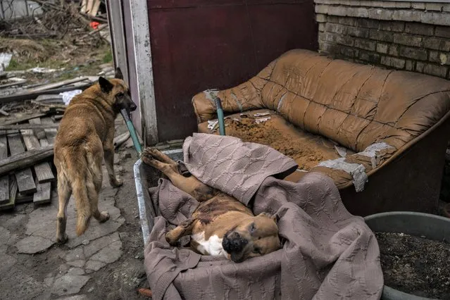 A dog passes near another killed dog in the courtyard of a house in Bucha, on the outskirts of Kyiv, Ukraine, Tuesday, April 5, 2022. Ukraine‚ president plans to address the U.N.‚ most powerful body after even more grisly evidence emerged of civilian massacres in areas that Russian forces recently left. (Photo by Rodrigo Abd/AP Photo)