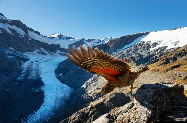 An endangered kea on the Dart Glacier in New Zealand. The world’s only alpine parrot is known for its curiosity. (Photo by Murdo MacLeod/The Guardian)