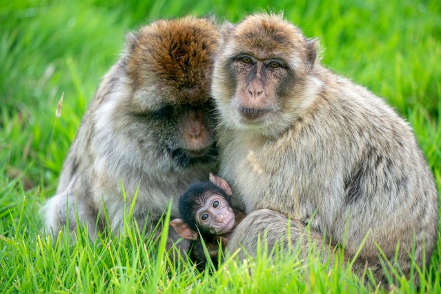 Six-week-old Harper, a Barbary macaque monkey with her mother Eadie (right) and grandmother Coral (left) in their enclosure at the Blair Drummond Safari Park near Stirling, UK on Thursday, July 25, 2024. Barbary macaques are native to the mountainous regions of North Africa and Gibraltar. It is believed there are only around 8,000 left in the wild. (Photo by Jane Barlow/PA Images via Getty Images)