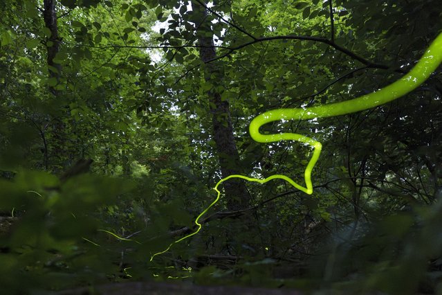 A long, slow-moving trail of light created by a Blue Ghost firefly is visible near Cincinnati, on June 22, 2024. (Photo by Carolyn Kaster/AP Photo)