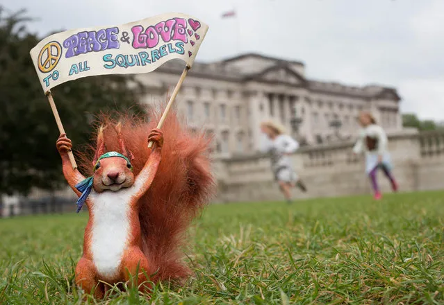 A miniature sculpture of Beatrix Potter character Squirrel Nutkin outside of Buckingham Palace in London on June 1, 2016, which has been updated for the 21st Century by street artist Marcus Crocker in celebration of the 150th anniversary of the author's birth. (Photo by David Parry/PA Wire via ZUMA Press)