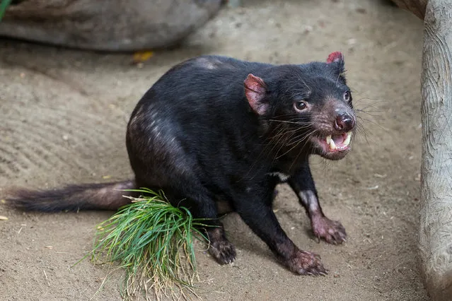 A Tasmanian devil named Nick is seen at the Conrad Prebys Australian Outback at the San Diego Zoo in San Diego, California May 31, 2016. Nick has undergone sugery to implant a pacemaker – the second time the procedure has been performed on a Tasmanian Devil. (Photo by Courtesy Ken Bohn/Reuters/San Diego Zoo)