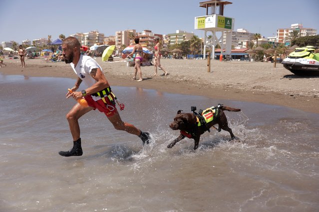 Miguel Sanchez-Merenciano, 44, Global K9 instructor and technical director of U.C.E (Canine Emergency Unit) MresQ, and Brown, 2, a male Labrador Retriever dog, run into the Mediterranean Sea, during a rescue training, at Levante beach, in Torre del Mar, southern Spain on August 2, 2024. (Photo by Jon Nazca/Reuters)