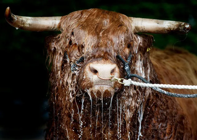 Allt Ruadh of Crannich the Highland bull from Peebles gets a wash from owner David Cuthbertson before the 177th Royal Highland Show on June 21, 2017 in Edinburgh, Scotland. The Royal Highland Show is Scotland's annual farming and countryside showcase, organised by the Royal Highland and Agricultural Society of Scotland. (Photo by Robert Perry/Getty Images)
