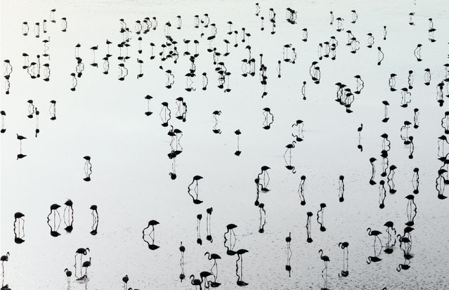 An aerial view of flamingos over Lake Düden, located in Konya's Kulu district, Turkiye where the water level has begun to decrease, on August 26, 2024. The lake, which is affected by drought, is vital for the feeding of flamingos that spend their nesting season in Lake Tuz. (Photo by Beytullah Eles/Anadolu via Getty Images)