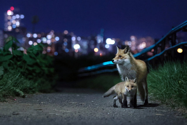 An Ezo red fox, or kitakitsune, and her cub are seen at night near the city of Sapporo, northern Japan, 15 May 2022. Authorities are calling population to avoid contact with the animals due to risks of echinococcosis infection. (Photo by JIJI Press/EPA/EFE)