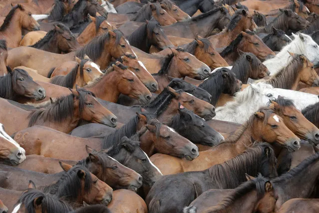 Wild horses are seen gathered during the “Rapa das Bestas” traditional event in the village of Sabucedo, northwestern Spain July 9, 2017. (Photo by Miguel Vidal/Reuters)