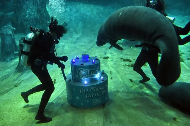 Aquarists deliver a “cake” for Canola, a Singapore-born manatee, to celebrate its third birthday at the River Safari in Singapore on July 26, 2017. Canola, weighing over 30 kilograms at birth, celebrated its third birthday 10 times heavier weighing around 300 kilogrames on July 26. (Photo by Roslan Rahman/AFP Photo)
