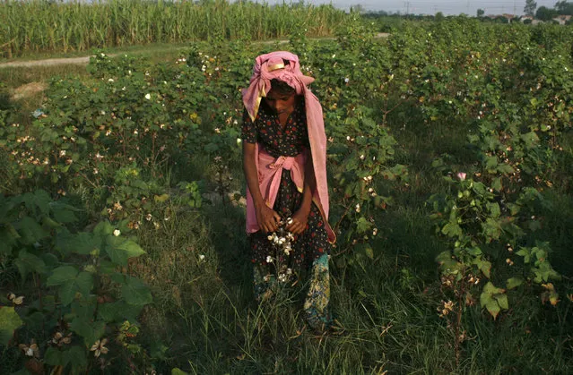 A girl plucks cotton blooms from a field on the outskirts of Faisalabad, Pakistan, August 27, 2015. (Photo by Fayyaz Hussain/Reuters)