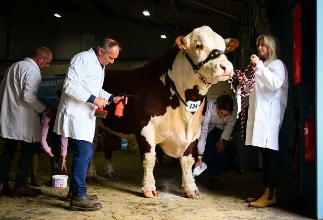 Cattle are prepared by handlers before being judged at the Westpoint Arena and Show ground in Clyst St Mary near Exeter on June 30, 2022 in Devon, England. Established in 1872, it has grown into one of the South West's biggest county shows attracting over 90,000 visitors. Although primarily an agricultural livestock and produce showcase, it is also seen as a barometer for the health of the whole agricultural industry in general. (Photo by Finnbarr Webster/Getty Images)