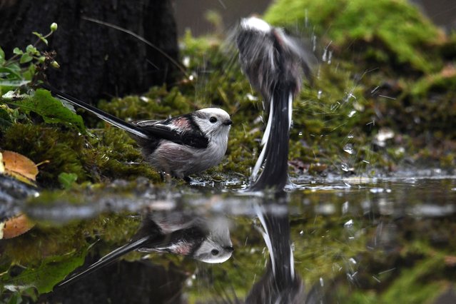 Long-tailed tits (Aegithalos caudatus) gather at a pond near Csobanka, northern Hungary, 11 November 2024. (Photo by Attila Kovács/EPA/EFE)