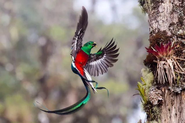 Resplendent delivery by Tyohar Kastiel (Israel). Tyohar watched the pair of resplendent quetzals for more than a week as they delivered fruits to their two chicks. Resplendent quetzals usually nest in thicker forest, but this pair had picked a tree in a partly logged area in the Costa Rican cloud forest of San Gerardo de Dota. The additional light made it easier for Tyohar to catch the iridescent colour of the male’s dazzling emerald and crimson body plumage and tail streamers. Finalist 2017, Behaviour: Birds. (Photo by  Tyohar Kastiel/2017 Wildlife Photographer of the Year)