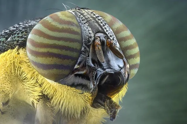 A close-up shot of a fly on August 2014, in Banten, Indonesia. Wildlife photographer takes incredible close-up images of tiny bugs. Yudy Sauw has captured close-up images of creepy crawlies – revealing their disturbing faces. The insects have an assortment bulging eyes and sharp pincers and look grotesque in the face-to-face shots. The miniature-models include a soldier fly, a red ant and a longhorn beetle. (Photo by Yudy Sauw/Barcroft Media)