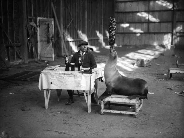 A performing seal practises one of its feats for the “crazy restaurant” routine at the Sangers Circus Revue in Reading. The animal sits at table next to its co-performer and juggles with the food and utensils. 24th March 1932