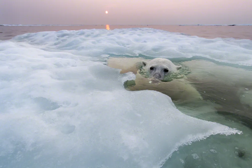 Photographing Polar Bears By Paul Souders